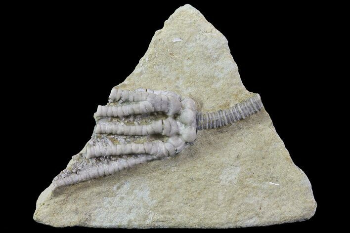 Bargain, Decadocrinus Crinoid Fossil - Crawfordsville, Indiana #68480